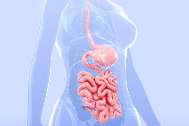 Illustration of the digestive system
