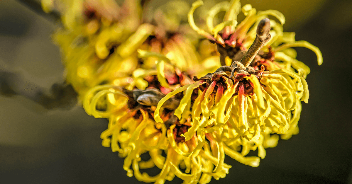 Natural Remedies for Hemorrhoids